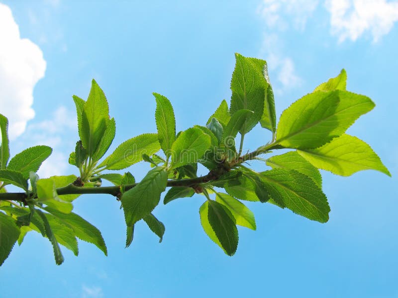 Tree Branch With Green Leaves Stock Image Image Of Spring Nature