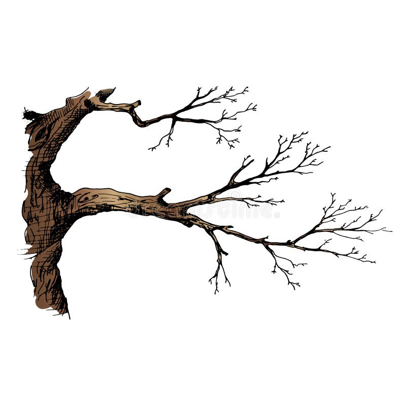 Tree Branch Drawing Images  Browse 1582111 Stock Photos Vectors and  Video  Adobe Stock