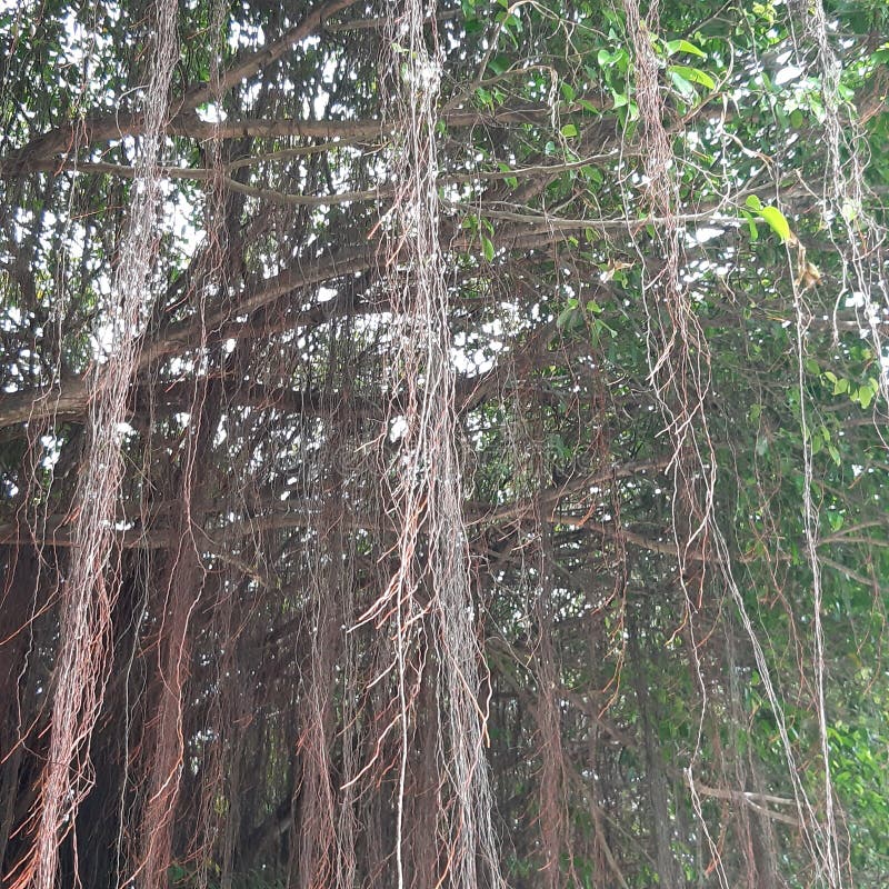 Tree branch nature outdoor stock image. Image of jungle 204770369