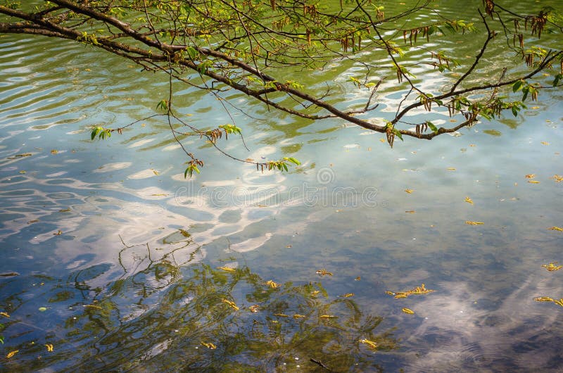 Tree branch over the water stock photo. Image of landscape - 59262846