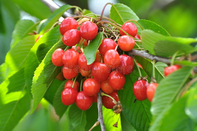 On a Tree Branch, Ripe Berries Cherry Prunus Avium Stock Photo Image