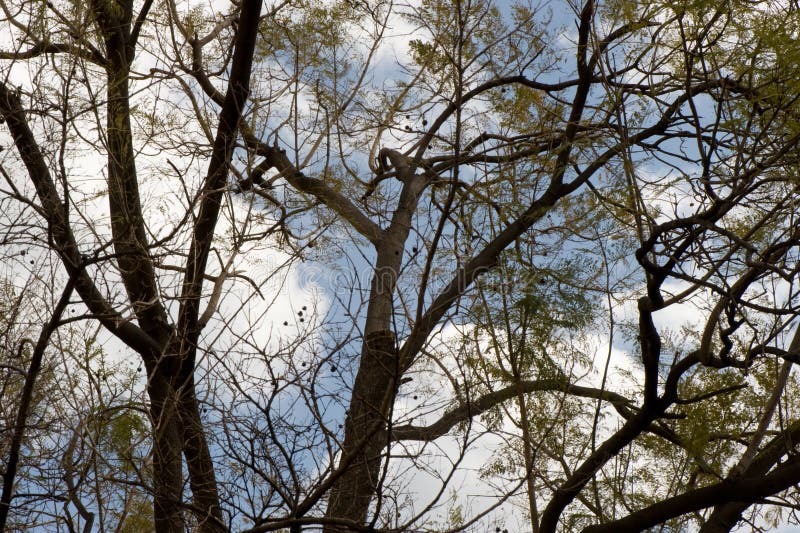 Tree branches