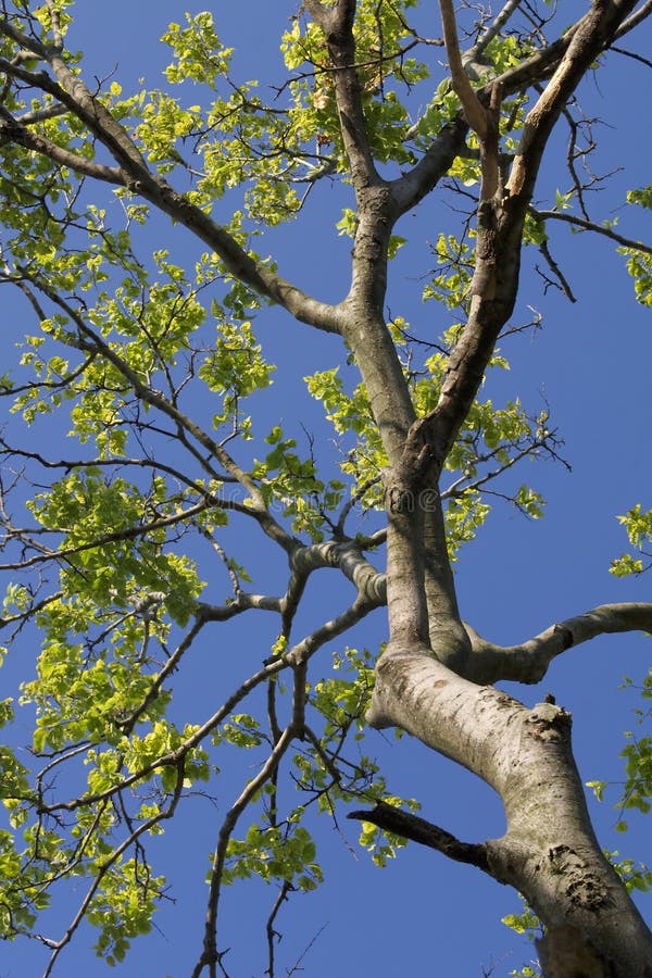 Tree branches stock image. Image of group, autumn, leaves 388227