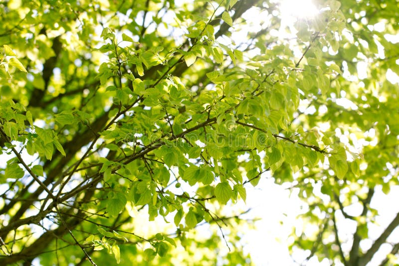 Tree branches against the sky on the nature royalty free stock image