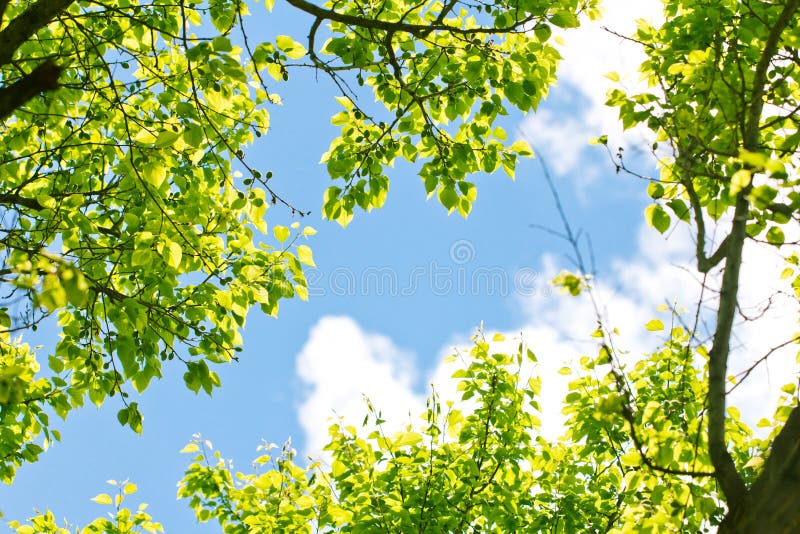 Tree branches against the sky on the nature stock image