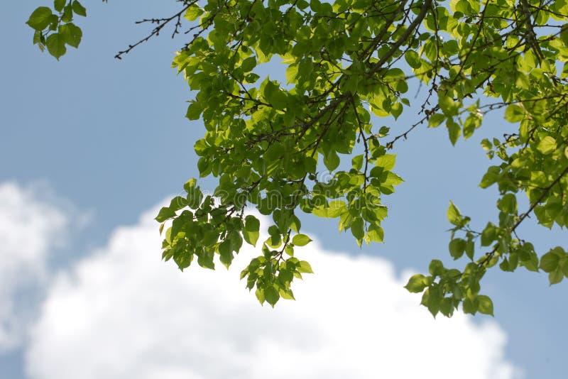 Tree branches against the sky on the nature stock photography