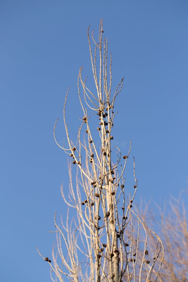 Tree branches against the sky stock photos