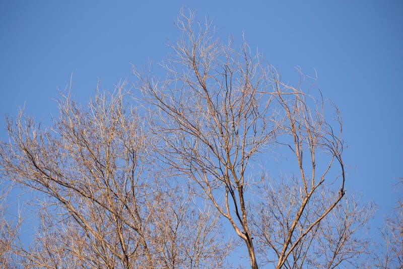Tree branches against the sky stock photos