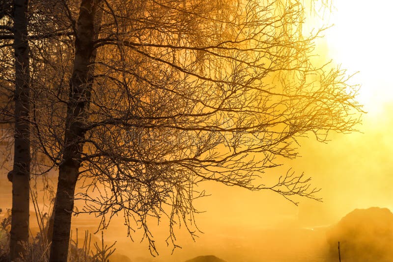 Tree branches in beautiful sunlight royalty free stock photos Tree branches in beautiful sunlight royalty free stock photos