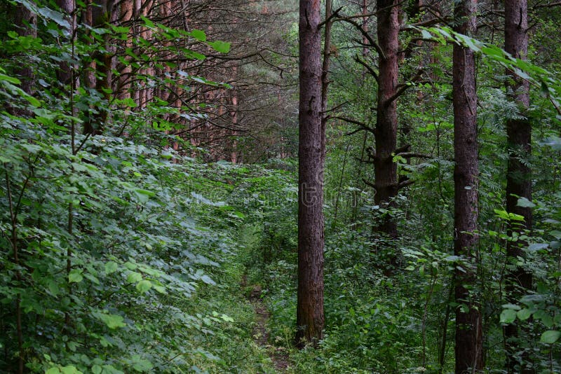 Tree Branches Bent Over the Road. Coniferous and Deciduous Trees Grow