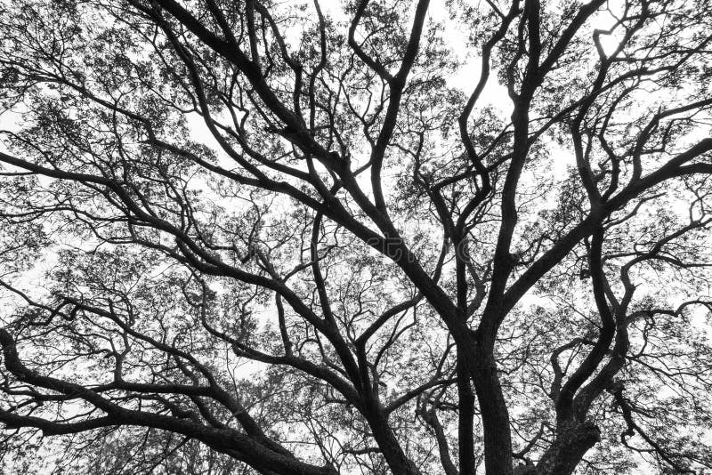 Branches in Black and White Stock Image Image of branch, wallpaper