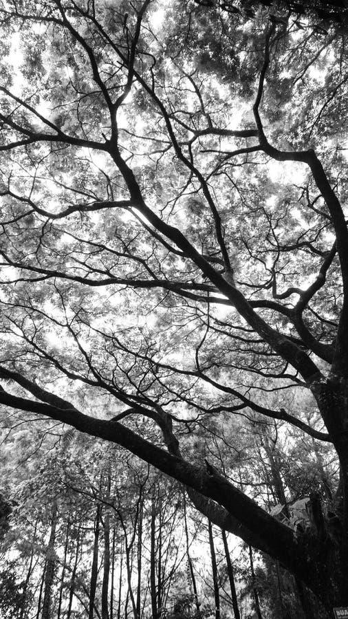 Tree Branches In Black And White Stock Photo Image Of Forest