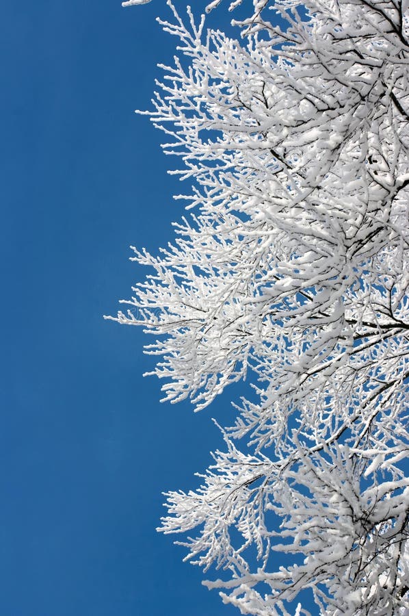 Tree branches covered with hoarfrost