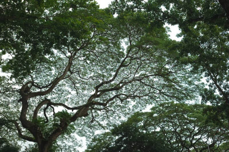 Tree Branches, Dense Pattern. Stock Image - Image of branch, natural ...