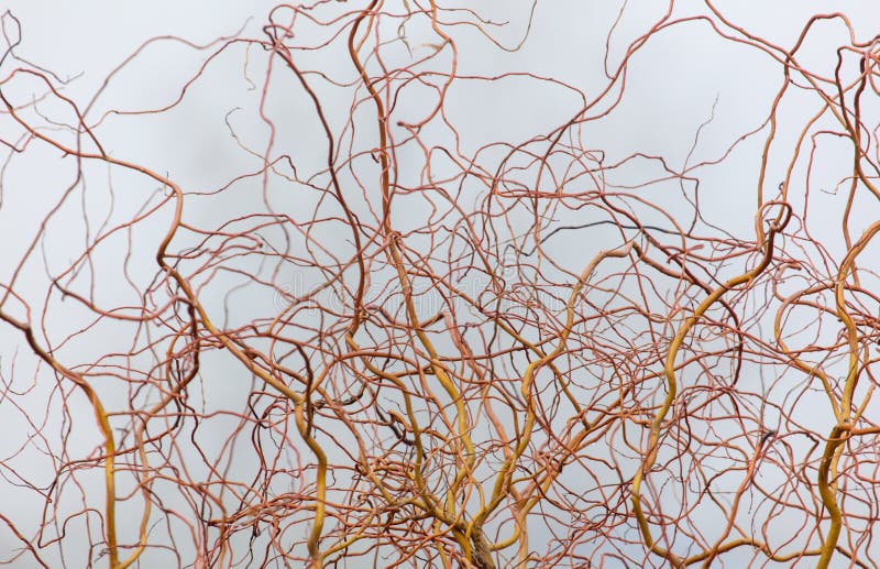 Tree branches in the fog in spring royalty free stock image