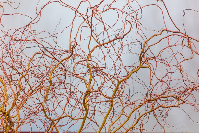 Tree branches in the fog in spring stock images