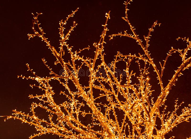 Tree branches glow with lights at night stock photos