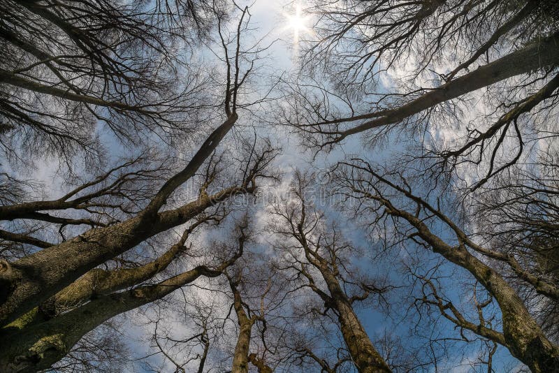 Tree branches in the heavens