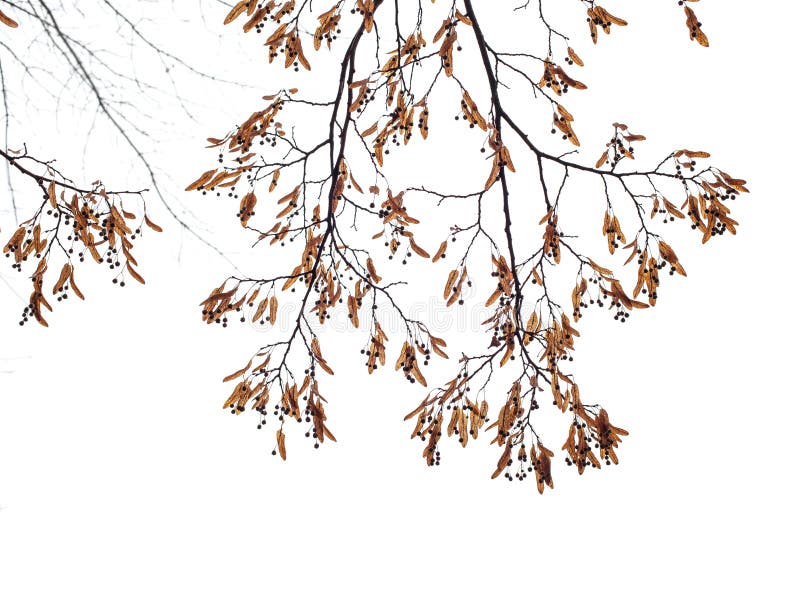 Tree branches isolated on the white background royalty free stock image