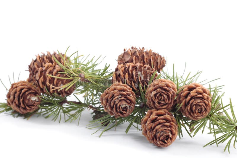 Tree branches with pinecones in autumn