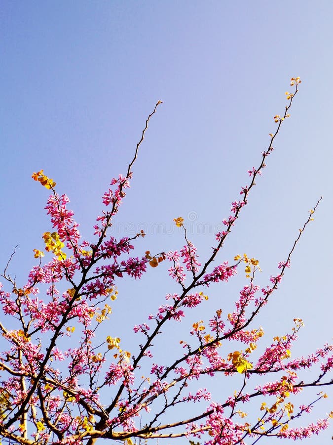 Oak tree and pink flowers stock photo. Image of flora 18057568