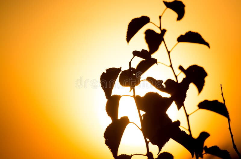 Tree branches in the rays of sunset stock photography