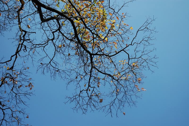 Tree branches with sky on background