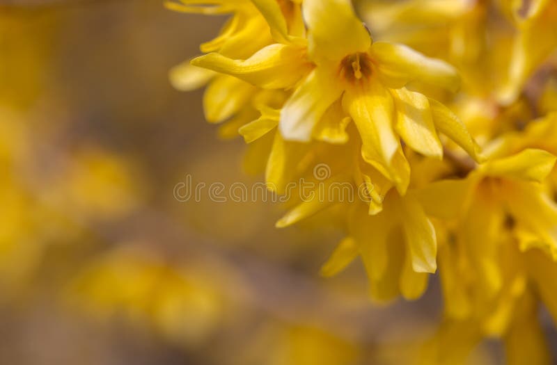Tree Branches in Small Yellow Flowers Stock Image Image of gold