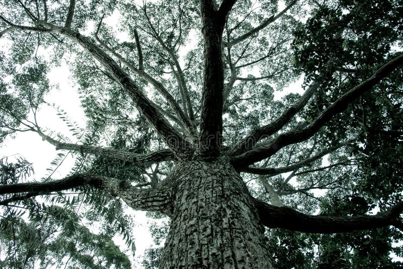 Tree with branches spred out