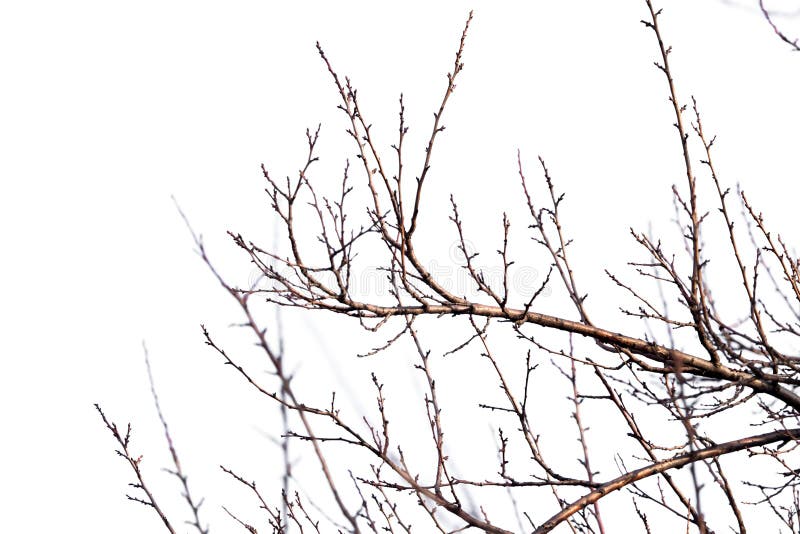 Tree branches on a white background royalty free stock photo