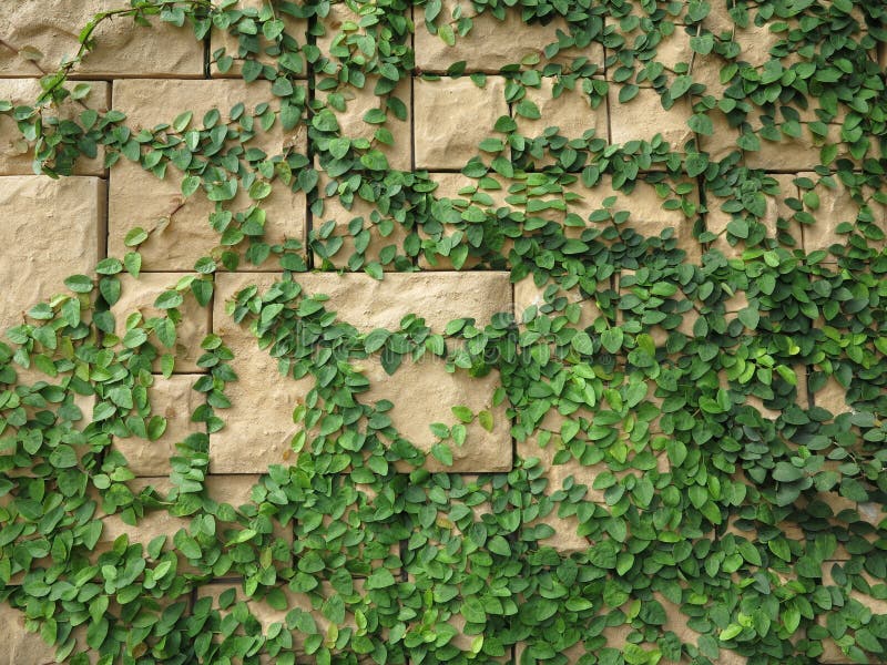 Tree With Brick Wall Background Stock Photo Image Of Green Affair