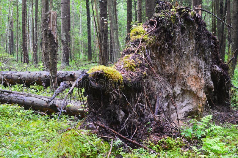The tree broken by a lightning in the dense forest stock photos The tree broken by a lightning in the dense forest stock photos