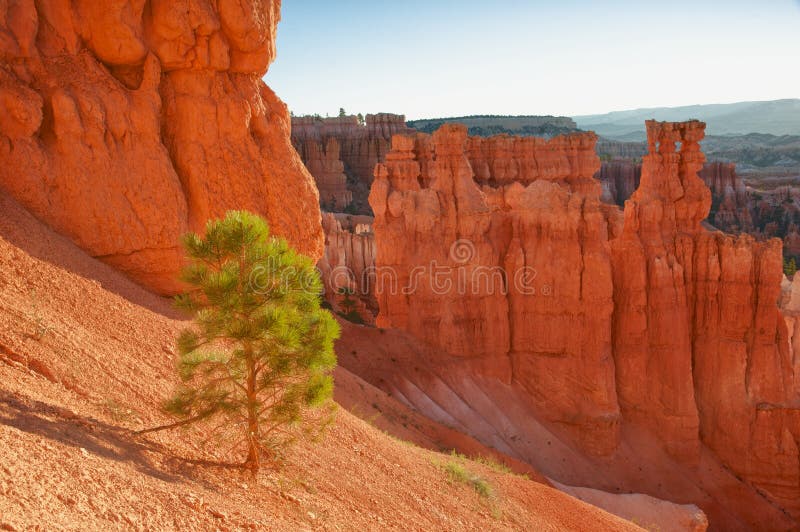 Tree on Bryce Canyon Edge