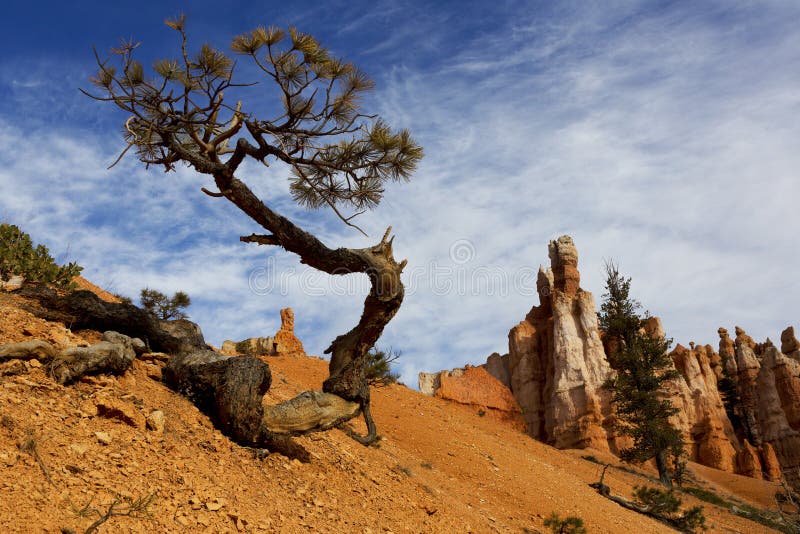 Tree, Bryce Canyon National Park, Utah Stock Image Image of majestic, horizontal 90005391