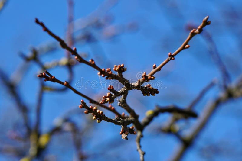 Tree Buds in Morarilor Park Stock Image Image of outdoors, blur