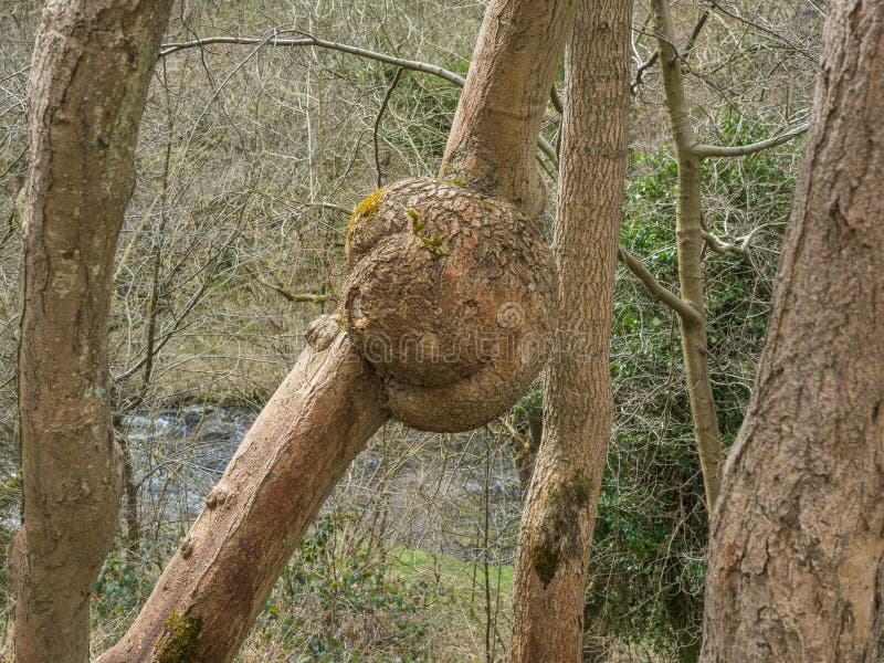 Tree burl stock photo. Image of cancer, bulbous, peaceful 69516448