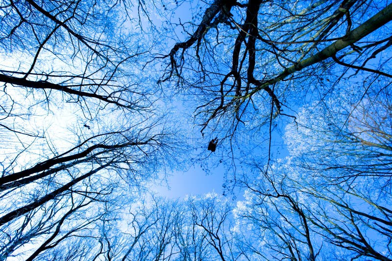 Tree canopy stock images