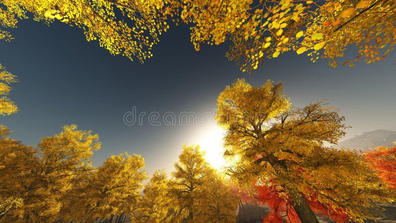 Tree canopy royalty free stock images