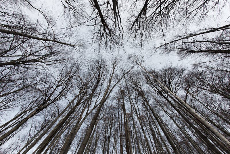 Tree canopy royalty free stock photos