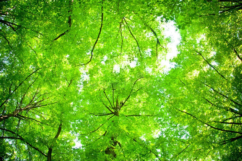 Tree canopy