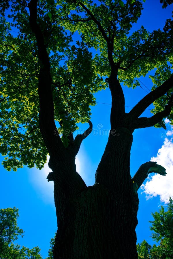 Tree canopy royalty free stock photos
