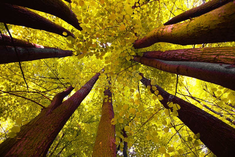 Tree canopy