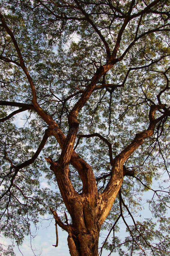 Tree canopy royalty free stock photo