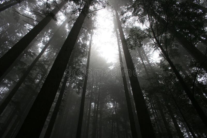 Tree canopy stock photo