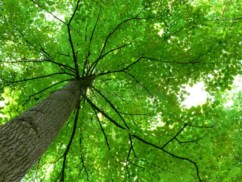 Tree Canopy royalty free stock photography Tree Canopy royalty free stock photography
