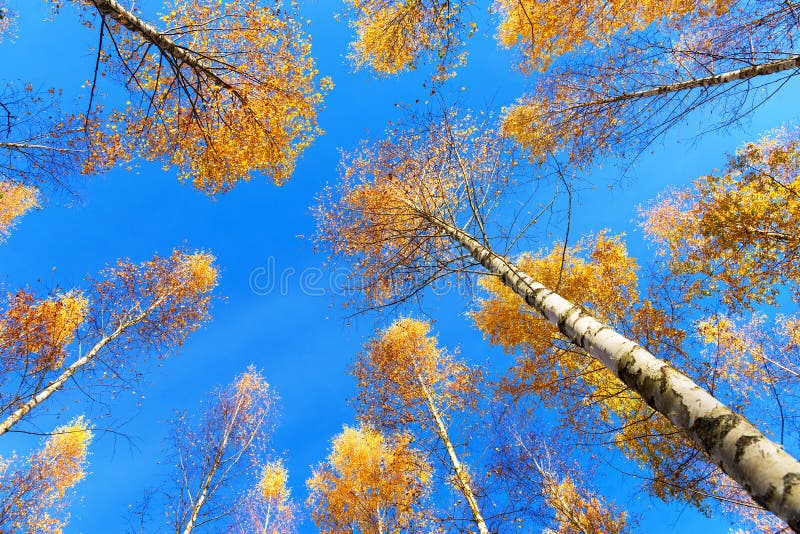 Tree canopy of birch trees stock image