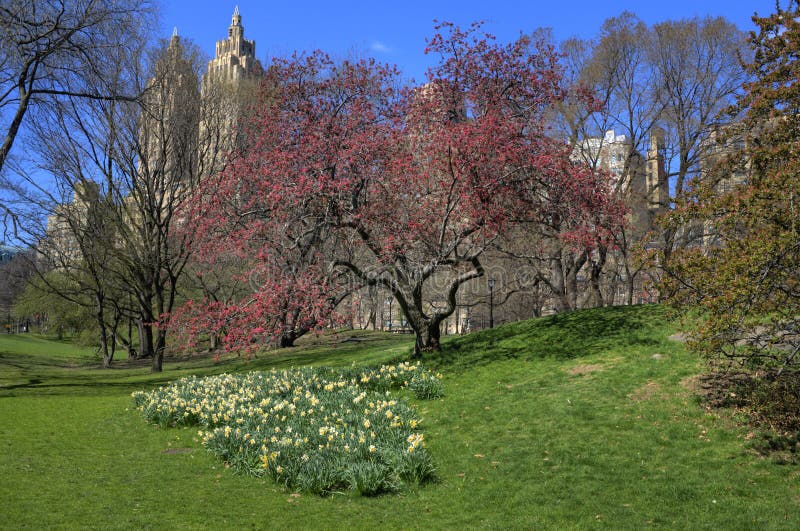 A tree in Central park