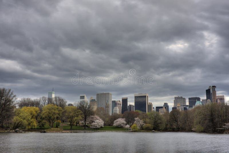 A tree in Central park