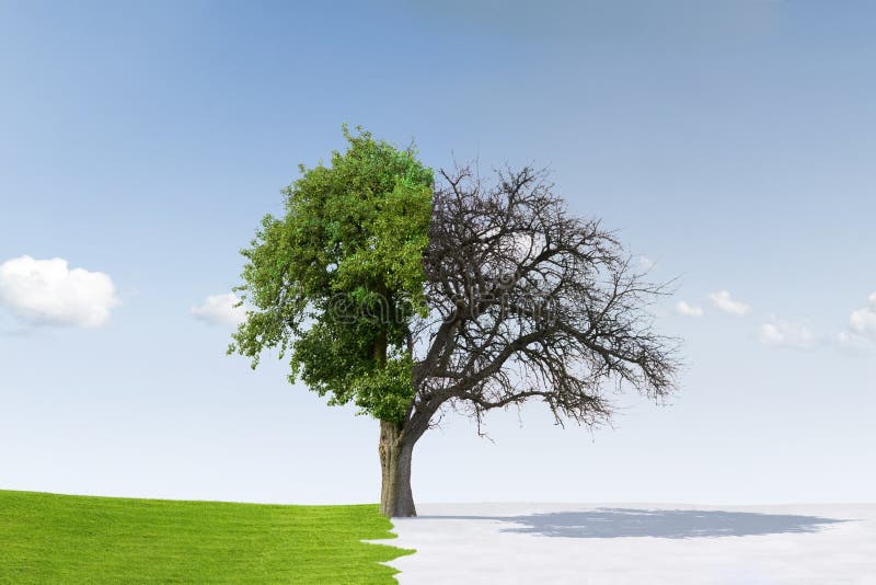 Tree changing seasons stock photography Tree changing seasons stock photography