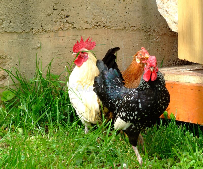 Tree chickens stock photo. Image of cockerel, rooster 5050044